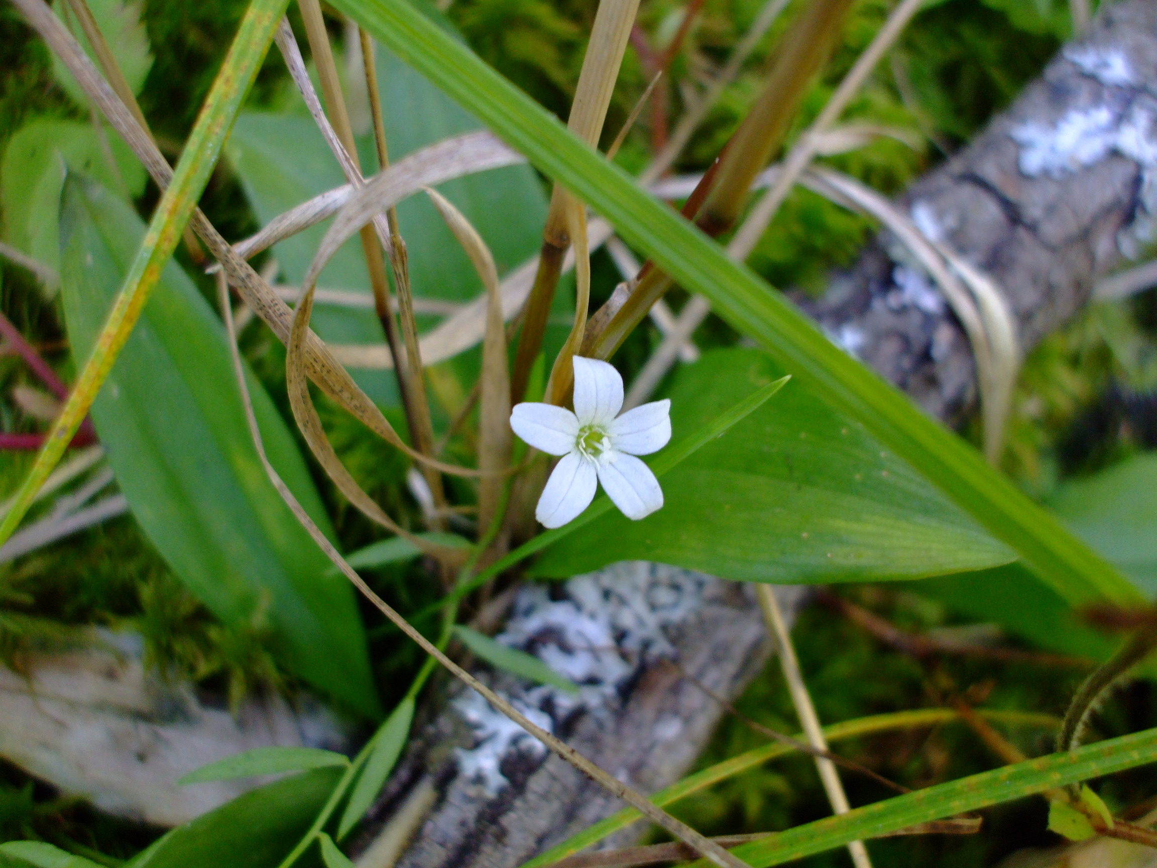 Campanula aparinoides